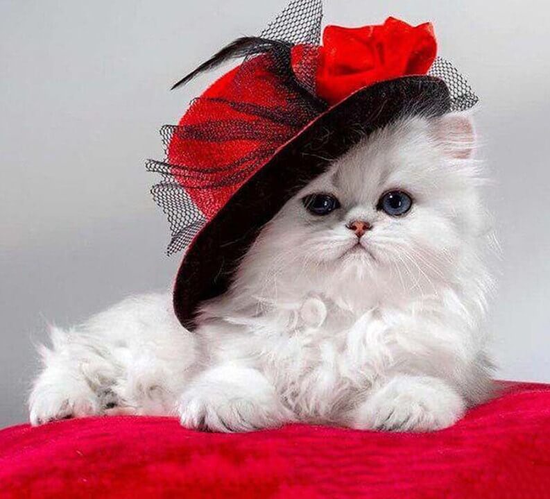A Classy Cat Painting