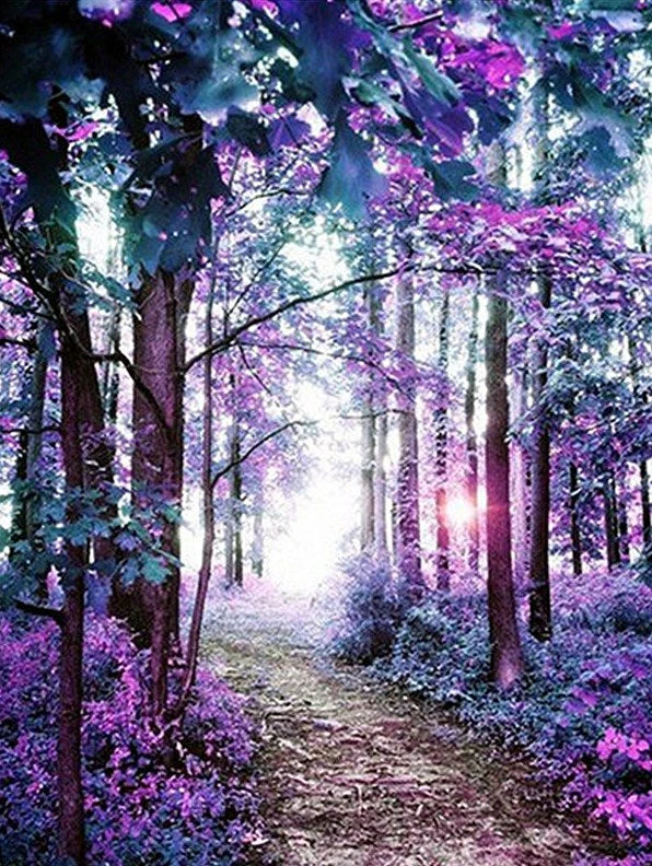 A Forest Pathway