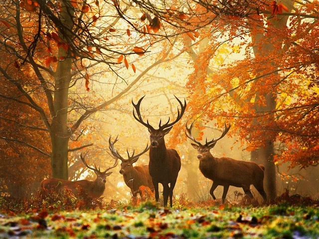 Amazing Forest DIY Painting Collection - Image 4
