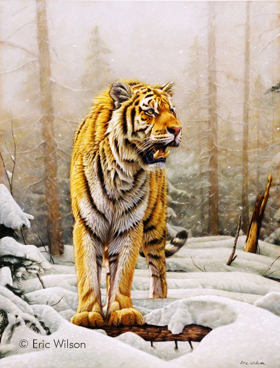 Amur Siberian Tiger - Art by Eric Wilson