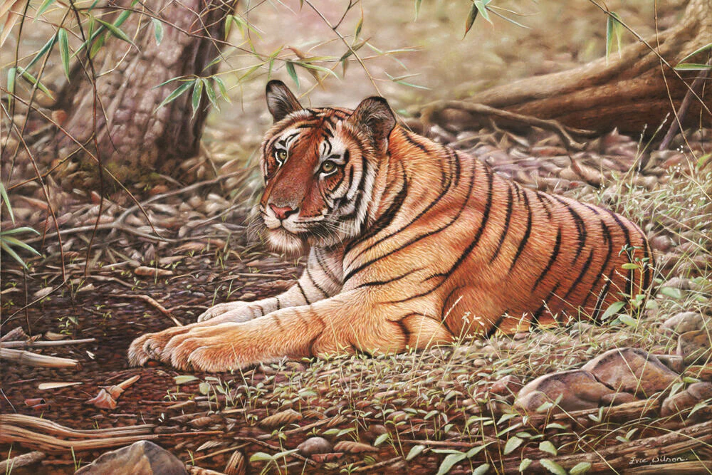 Bandhavgar Tiger - Art by Eric Wilson
