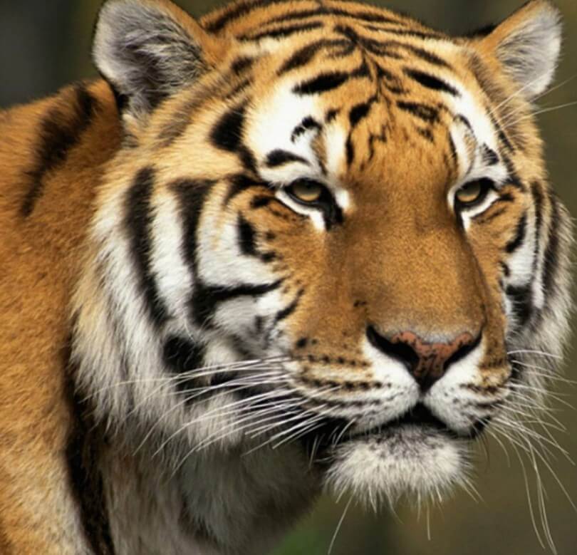 Big Cat DIY Painting Kit