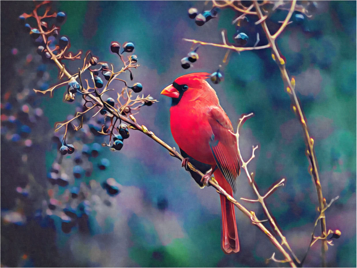 Cardinal And Berriers - Art by Denise Dundon