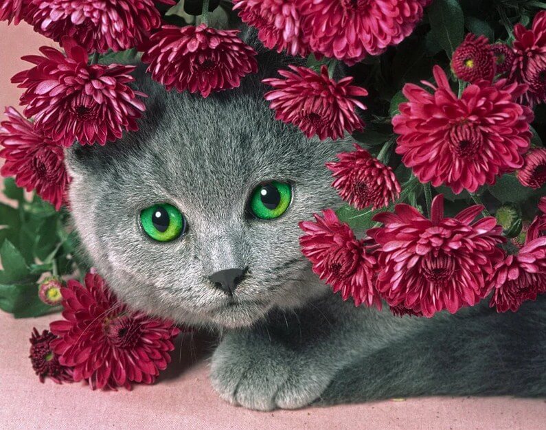 Cat Hiding in Flowers