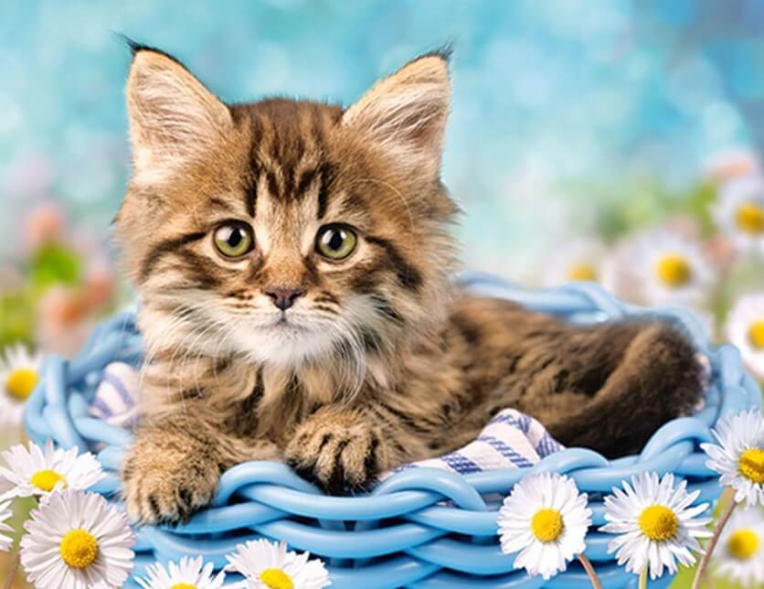 Cat & White Daisies
