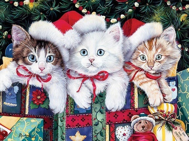 Cats on Christmas