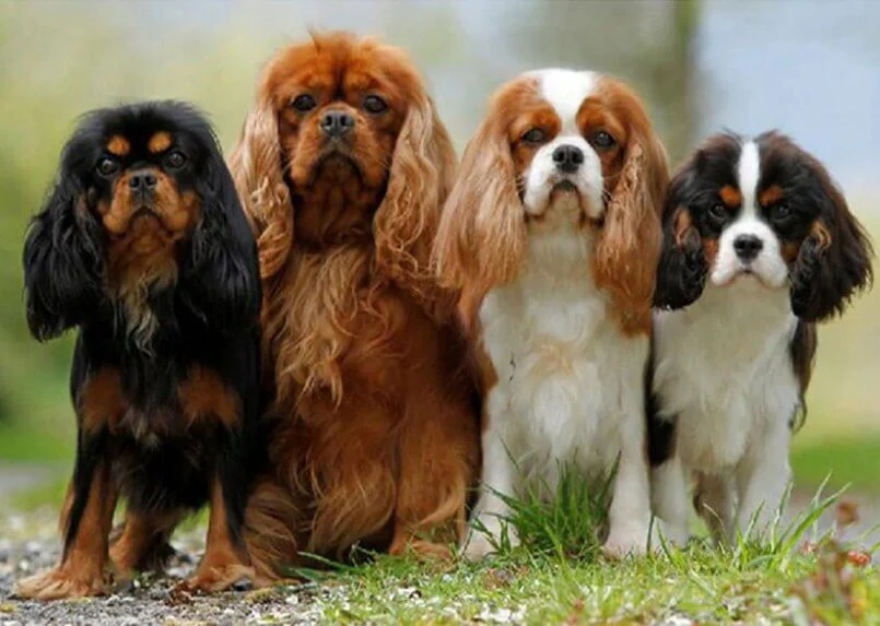 Cavalier King Charles Spaniel Puppies