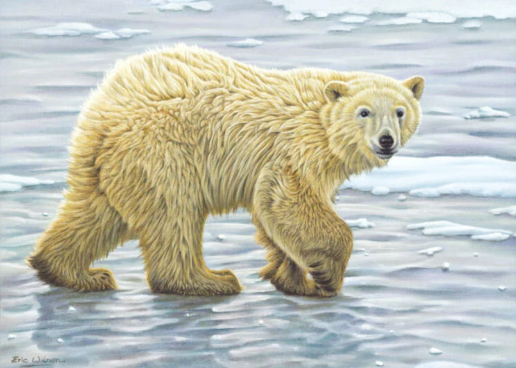 Curious Polar Bear Cub - Art by Eric Wilson [USA SHIPPING]