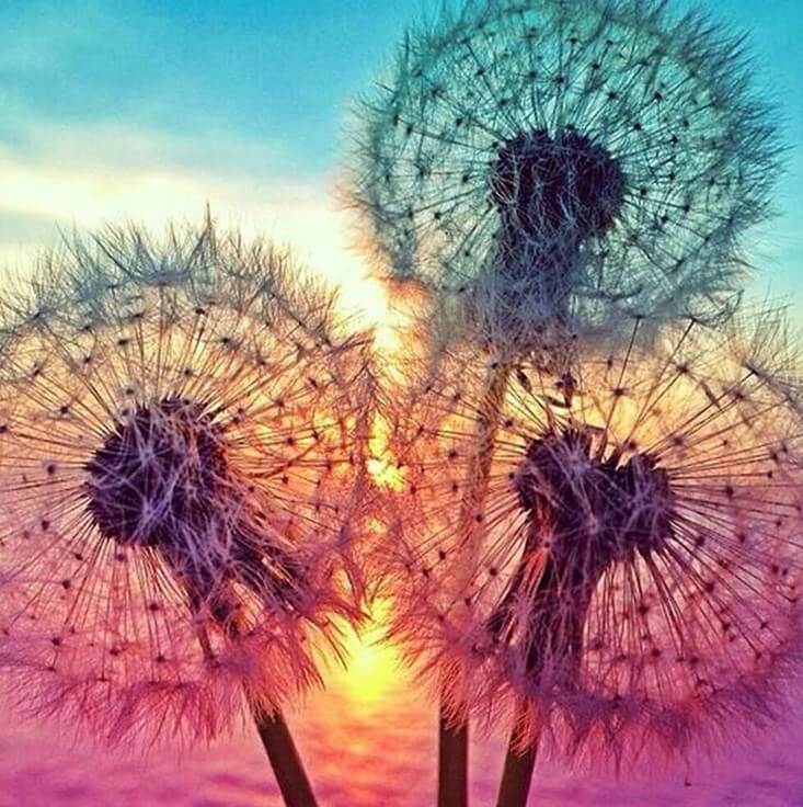 Dandelions Diamond Painting Kit