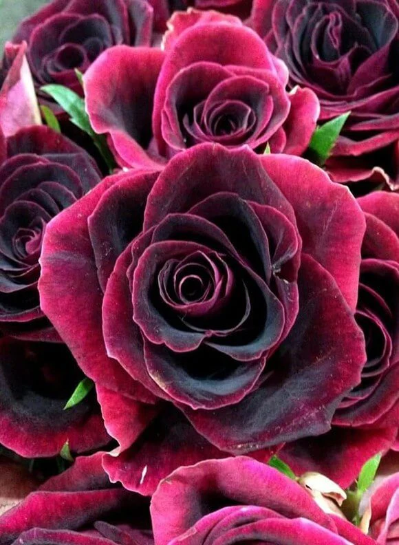 Dark Red Roses Diamond Painting