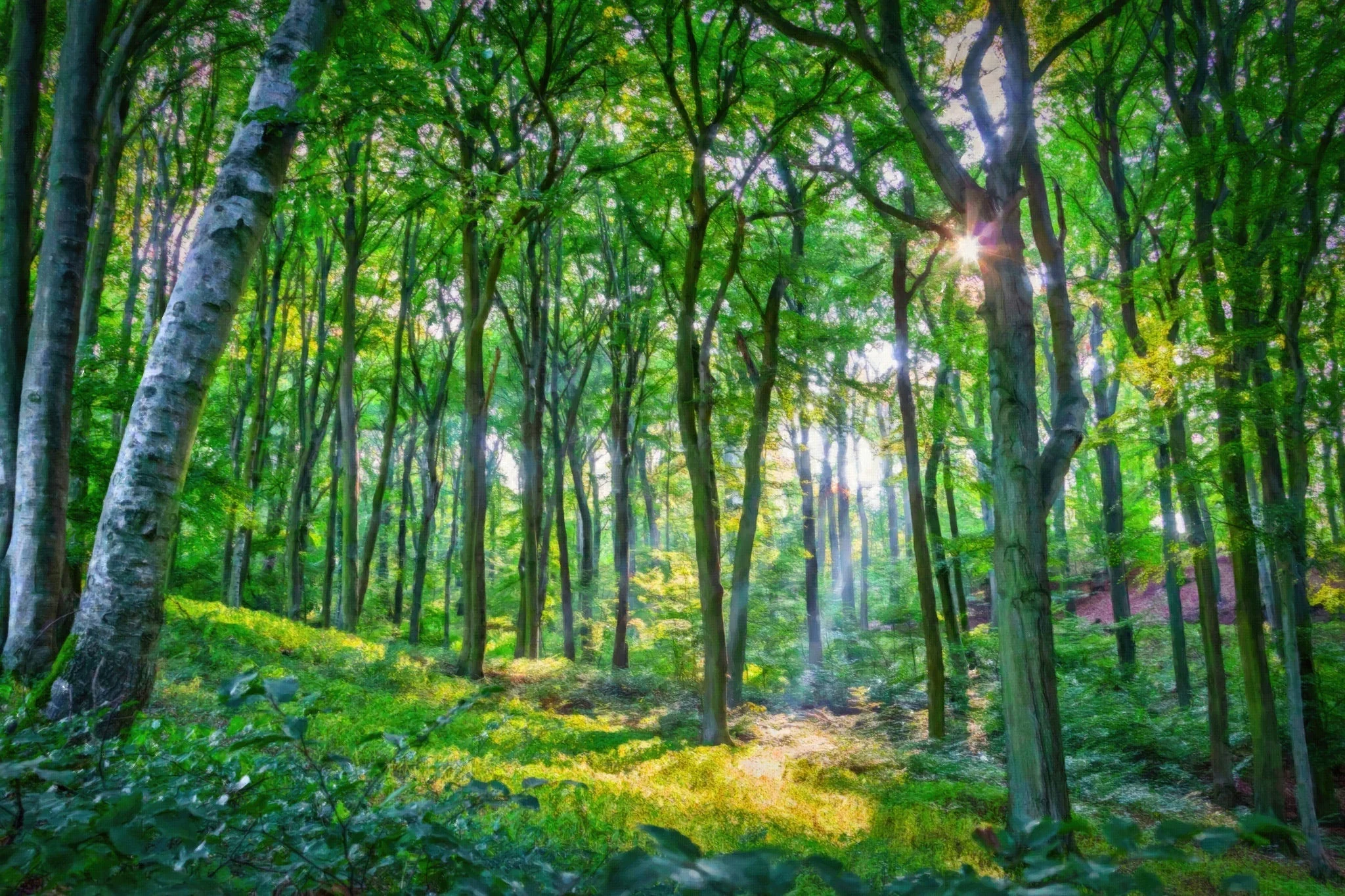 Emerald Forest - Art by Denise Dundon
