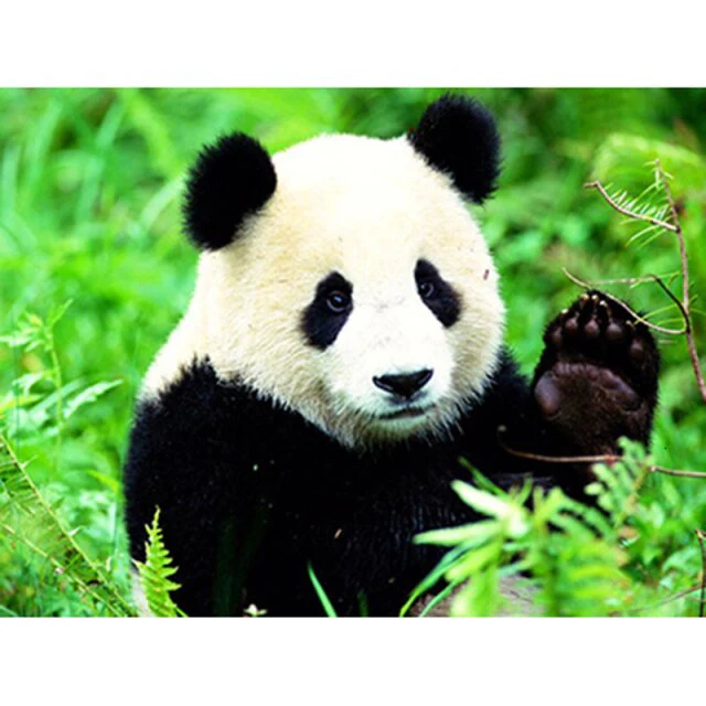 Forest Panda - Diamond Painting Art