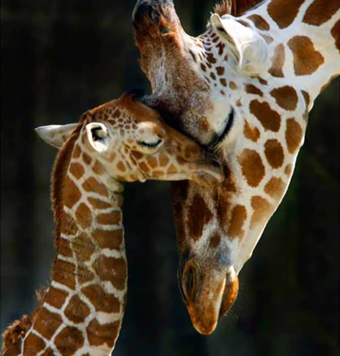 Giraffe Family Diamond Painting Kit