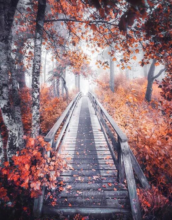 Pathway to Forest