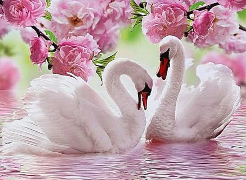 Pink Flowers & Swans in the Lake