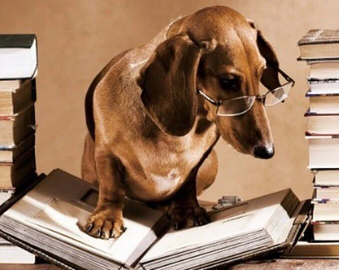 Professor Dog Diamond Painting