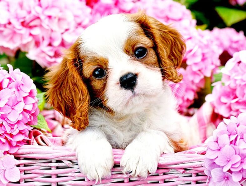 Puppy in Flower Basket