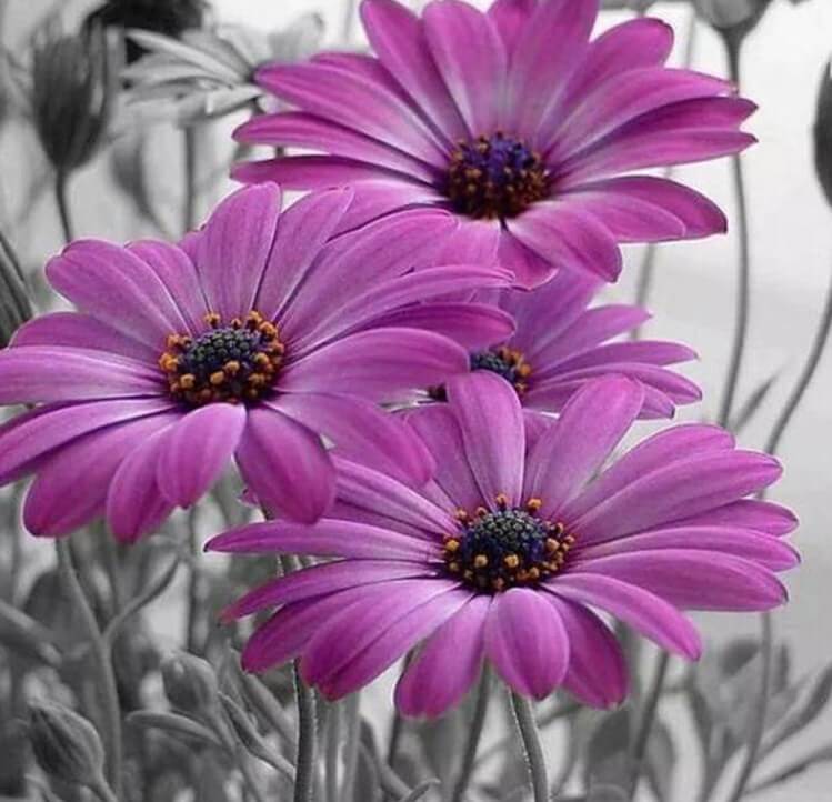 Purple Gerber Daisies Painting Kit