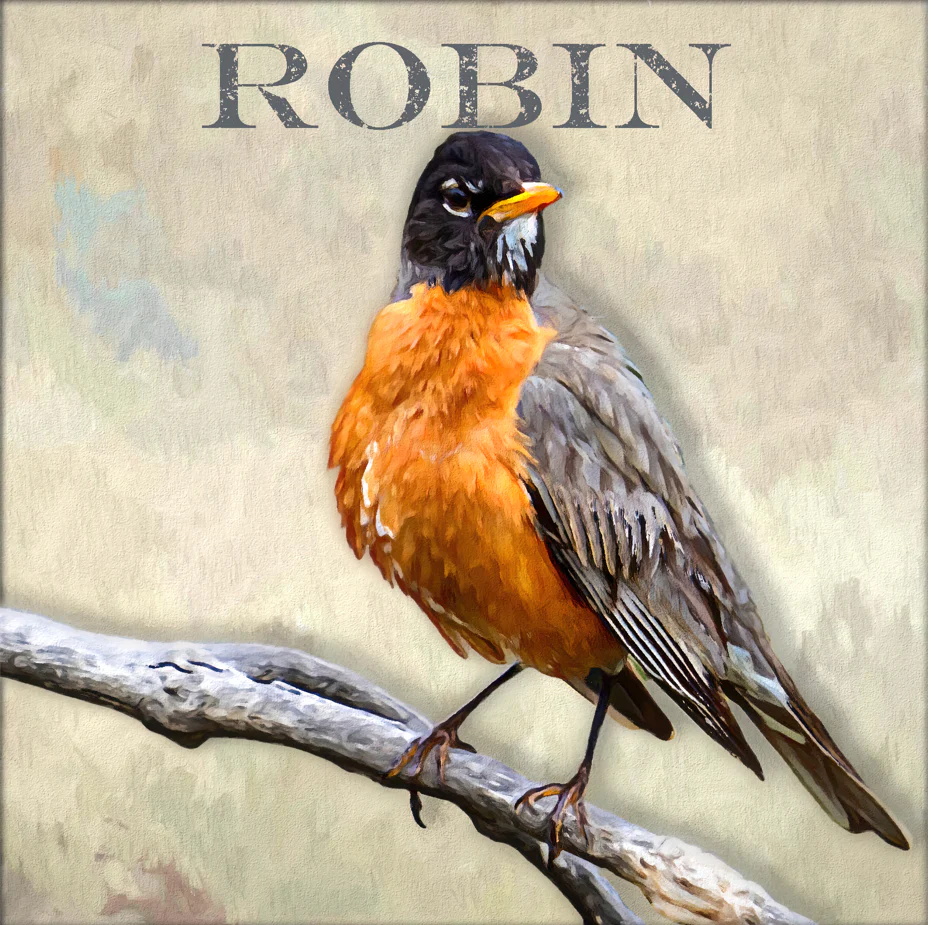 Robin - Art by Denise Dundon
