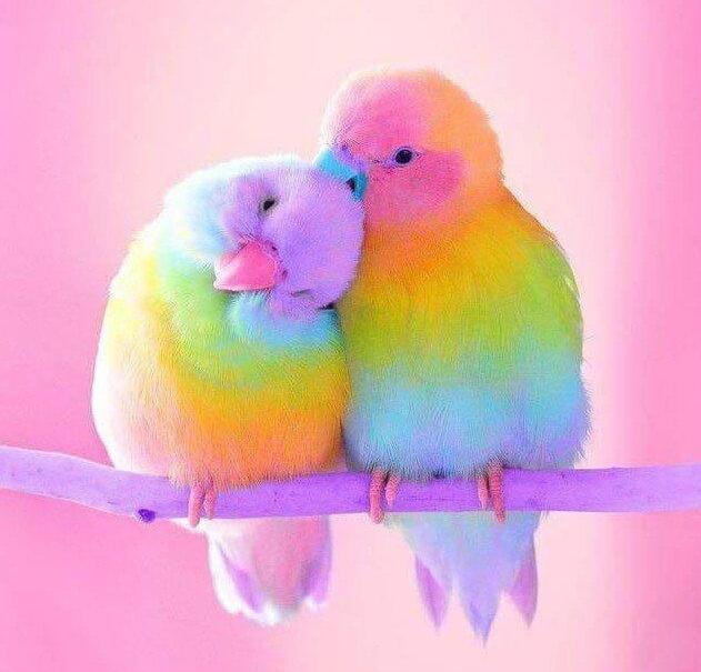 Sweet Birds Diamond Painting