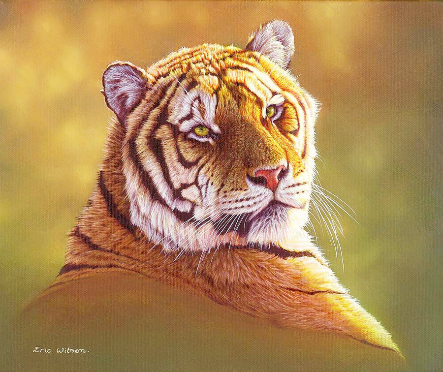 Taiga Tiger Study - Art by Eric Wilson