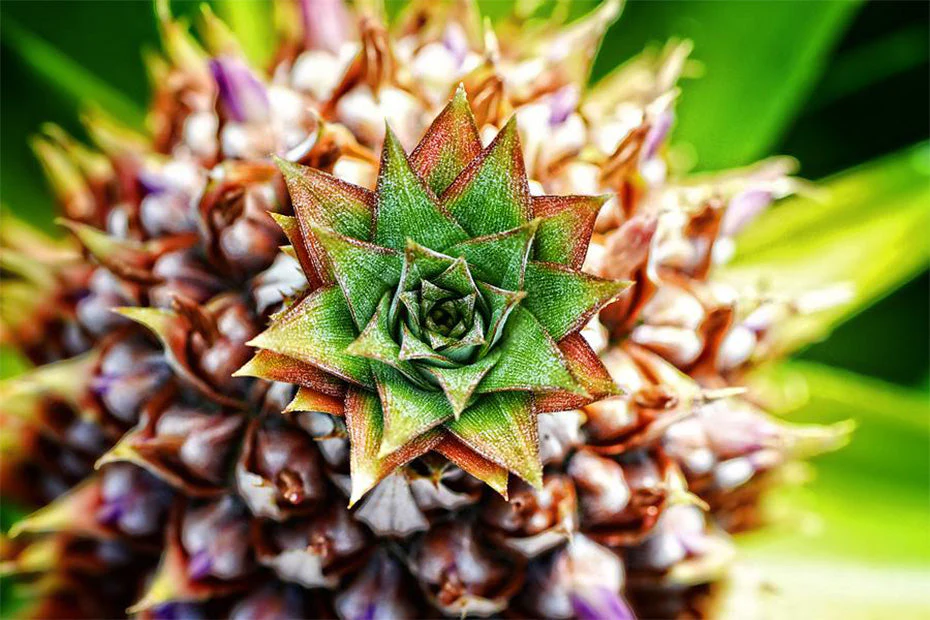 Tropical Pineapple Art DIY Painting