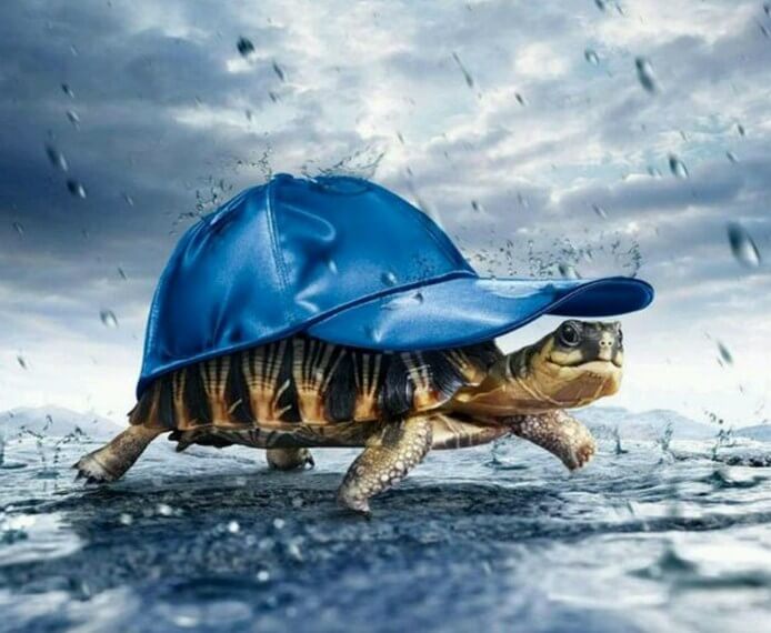 Turtle in a Hat [USA SHIPPING]