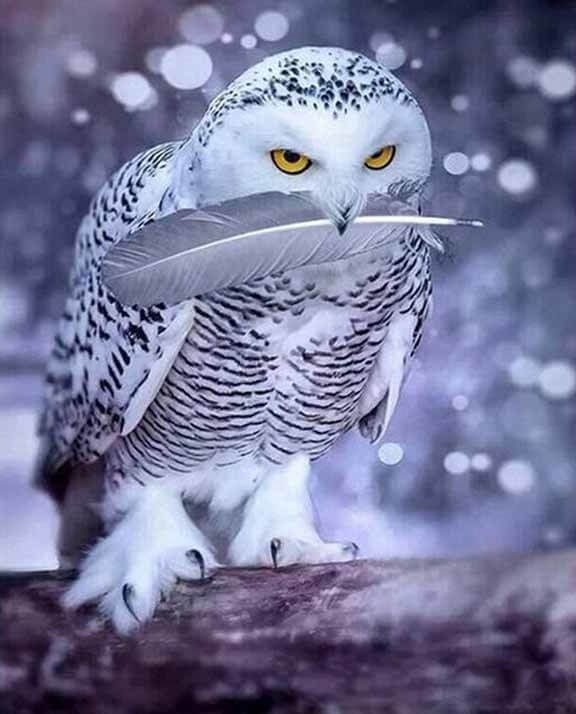 White Owl Painting